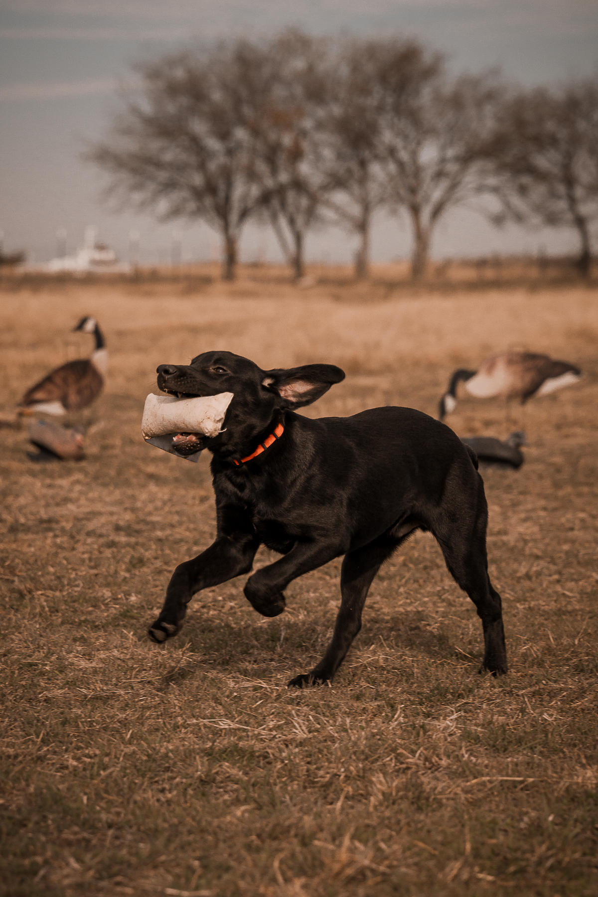 Pup & Up Gun Dog Program