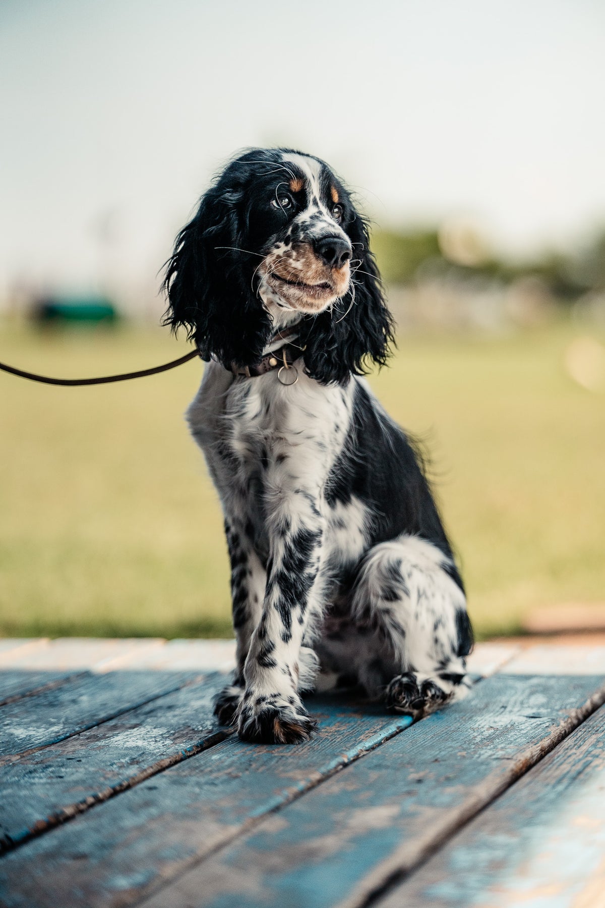 Puppy Board & Train - 2 Weeks