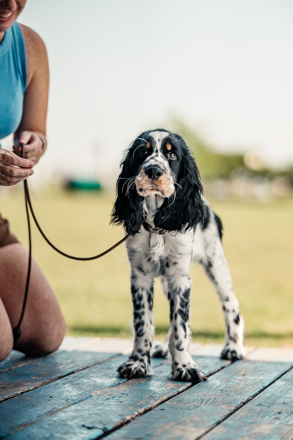 Puppy Board & Train - 2 Weeks