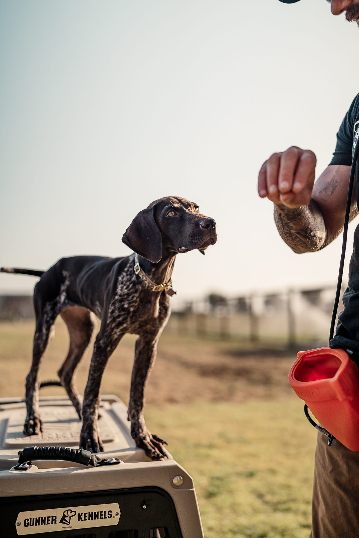 Puppy Board & Train - 2 Weeks