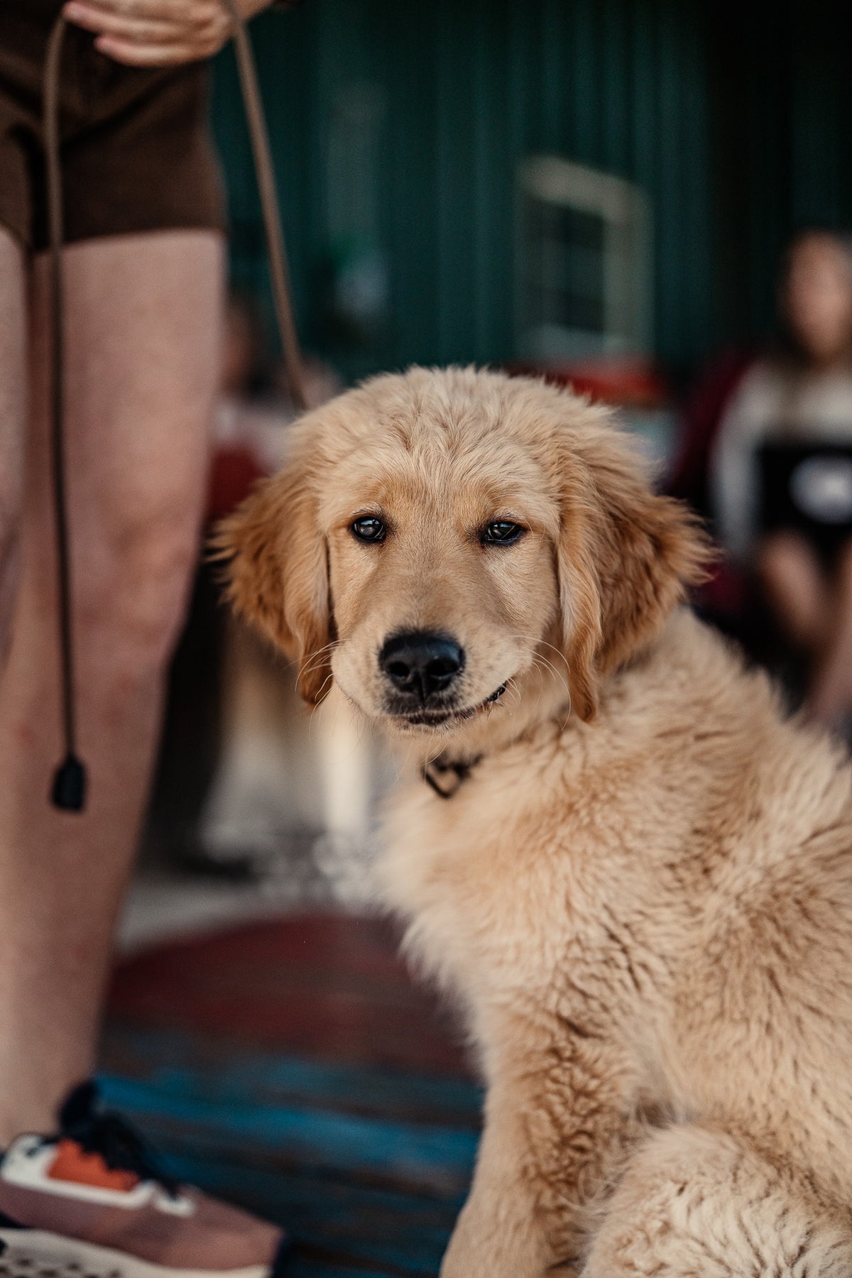 Puppy Board & Train - 2 Weeks
