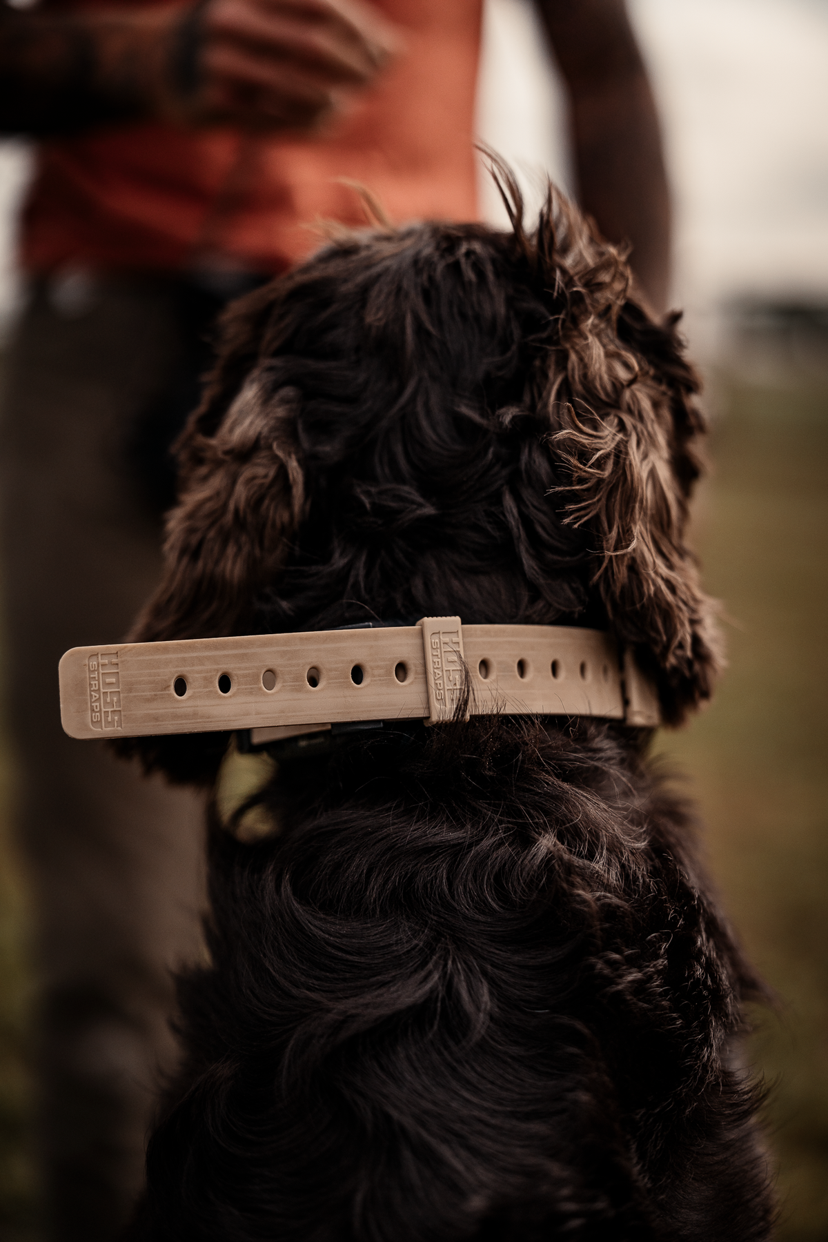 Pup & Up Gun Dog Program