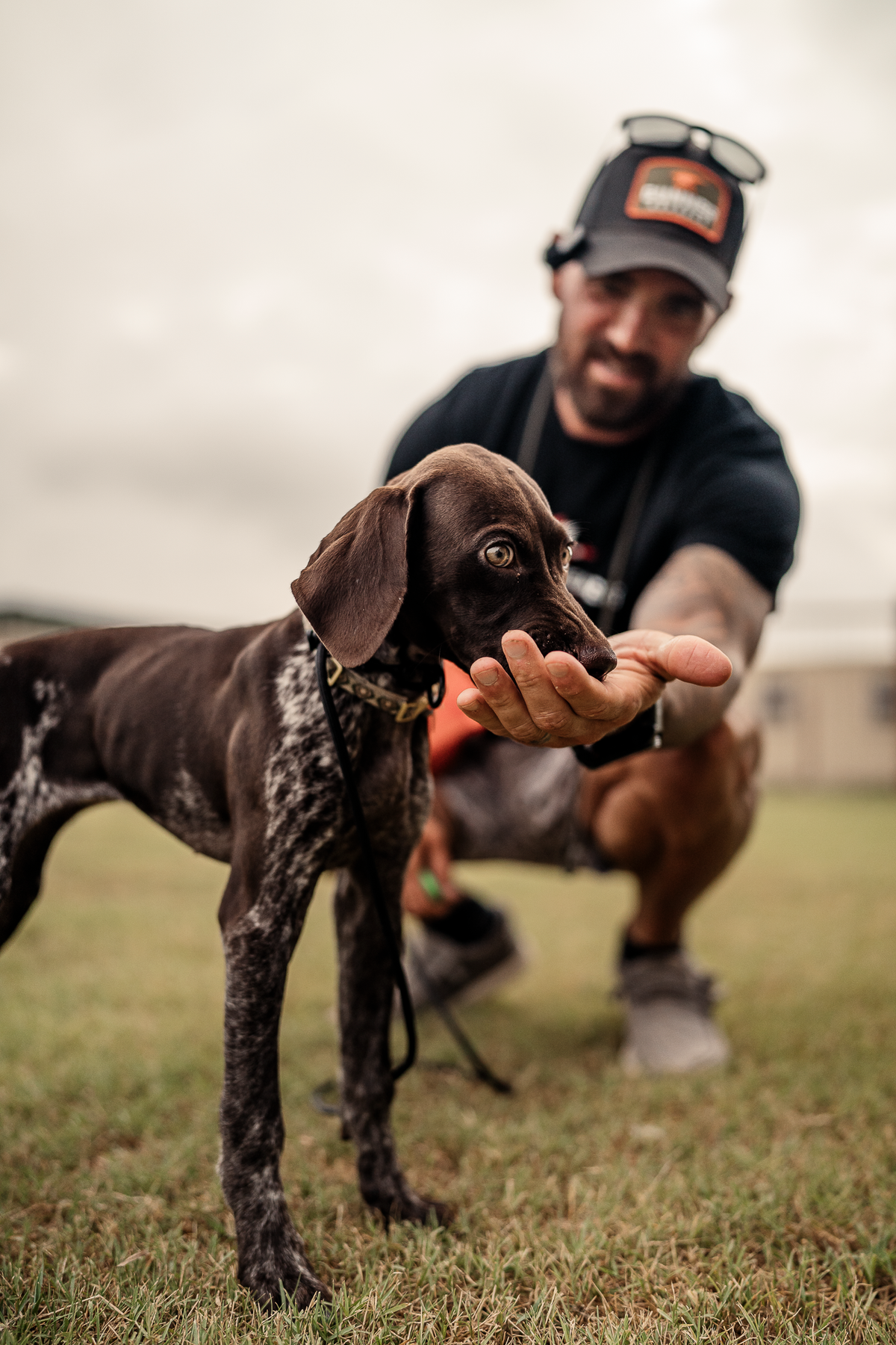 Puppy Board & Train - 2 Weeks