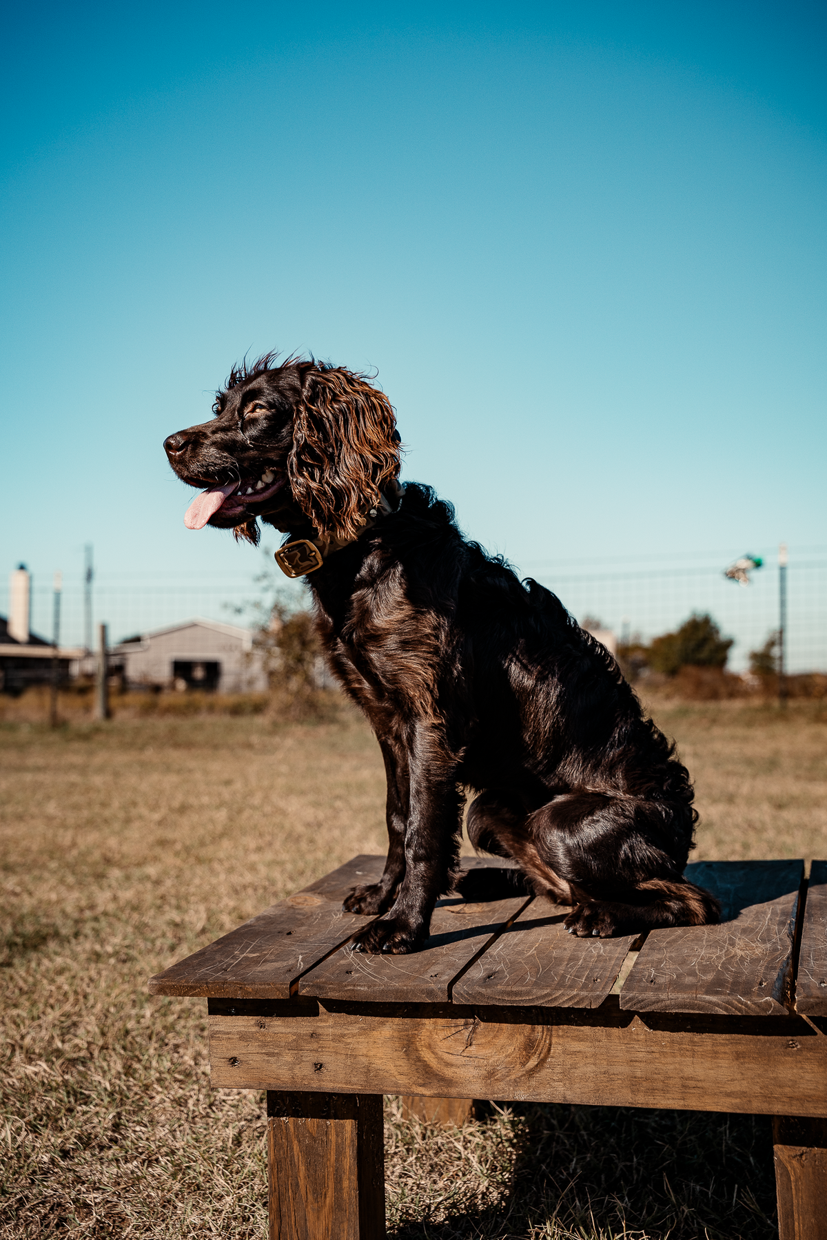 Puppy Board & Train - 2 Weeks