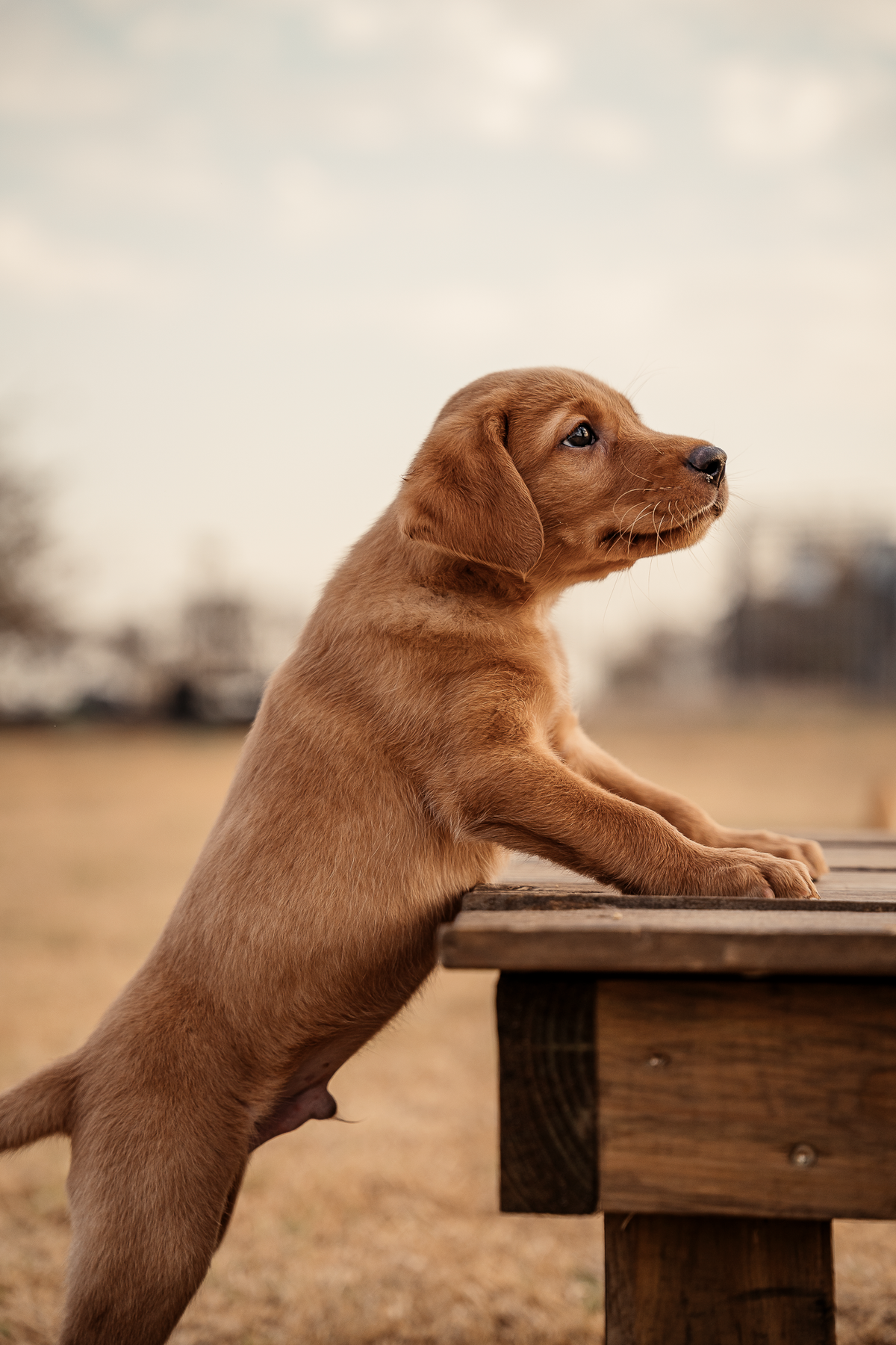 Puppy Board & Train - 2 Weeks