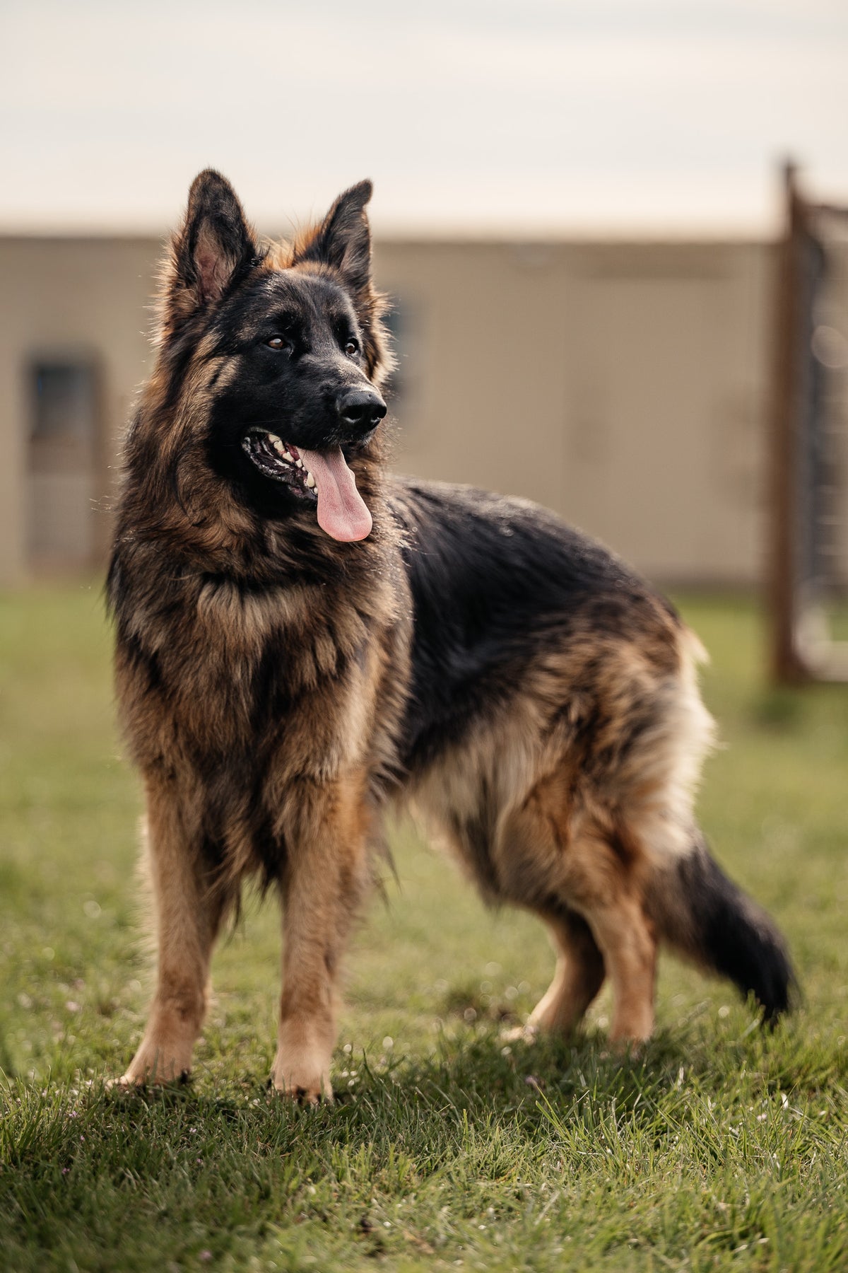 Obedience Board & Train - 4 Weeks