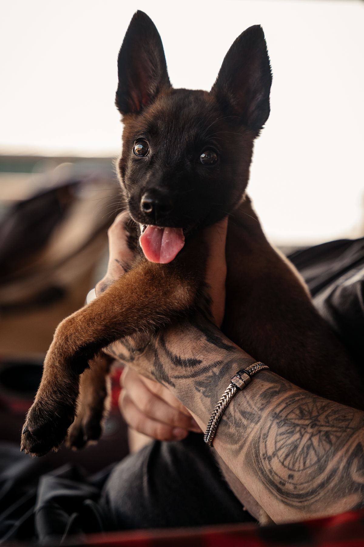 Puppy Board & Train - 2 Weeks
