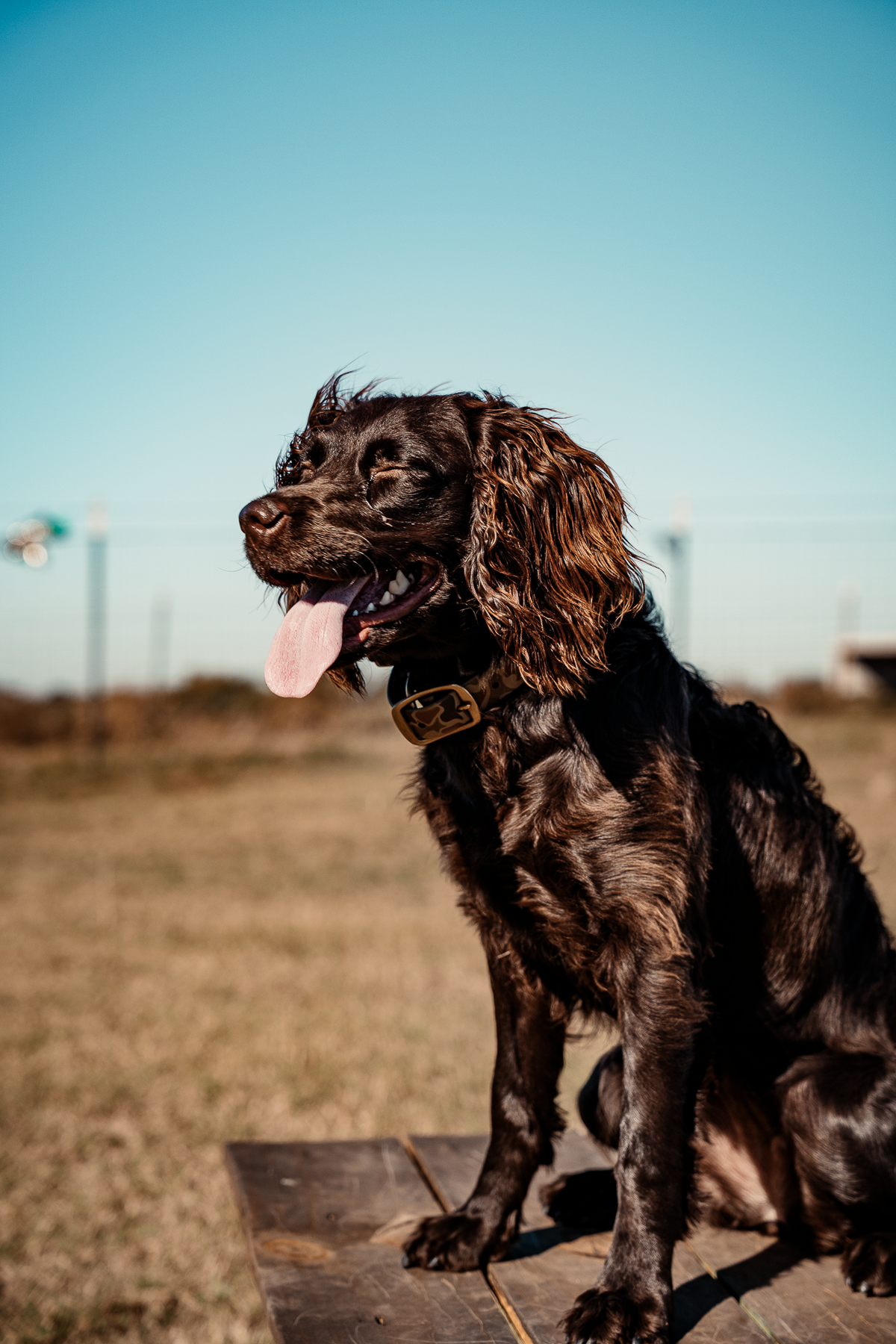 Obedience Board & Train - 4 Weeks
