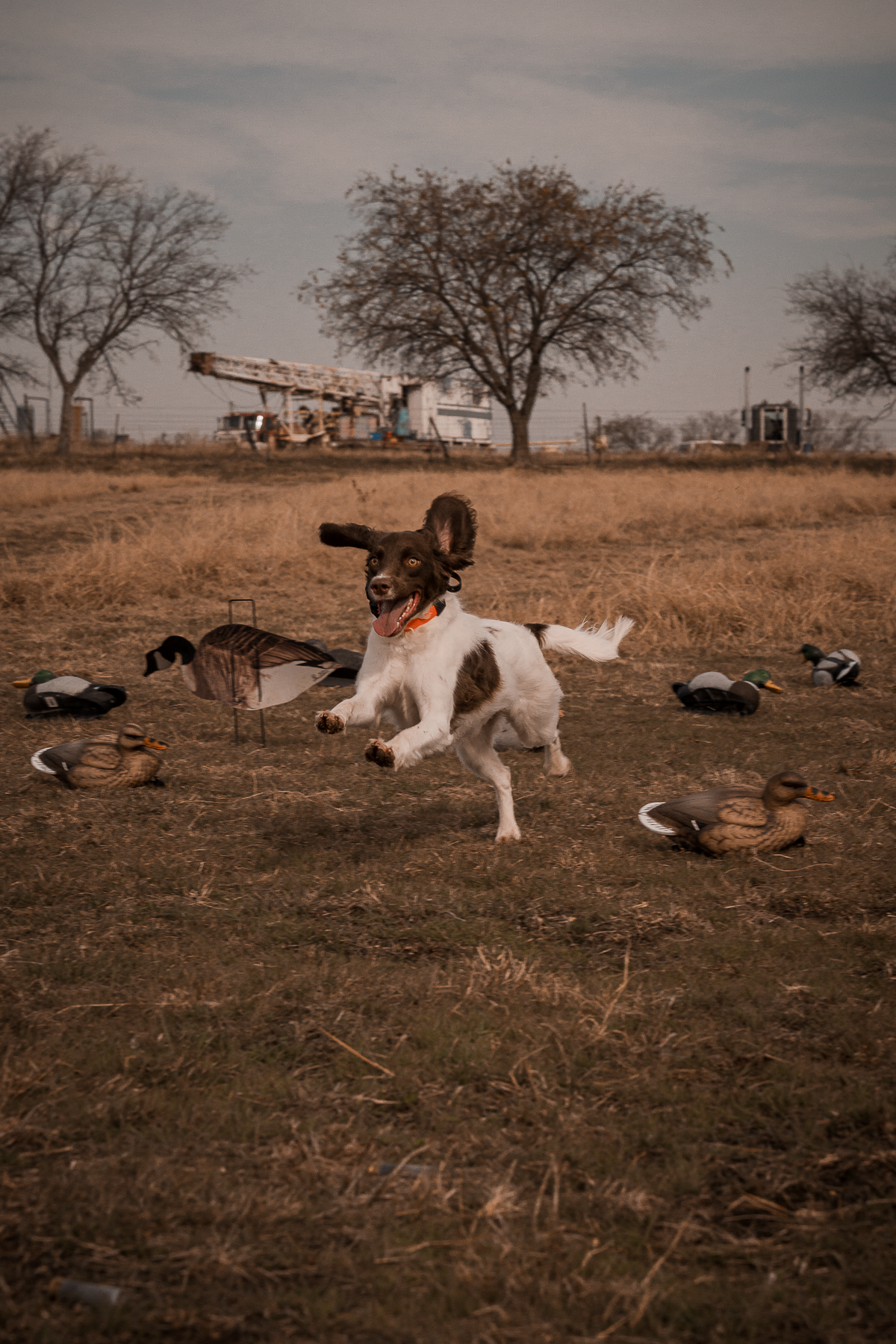 Pup & Up Gun Dog Program