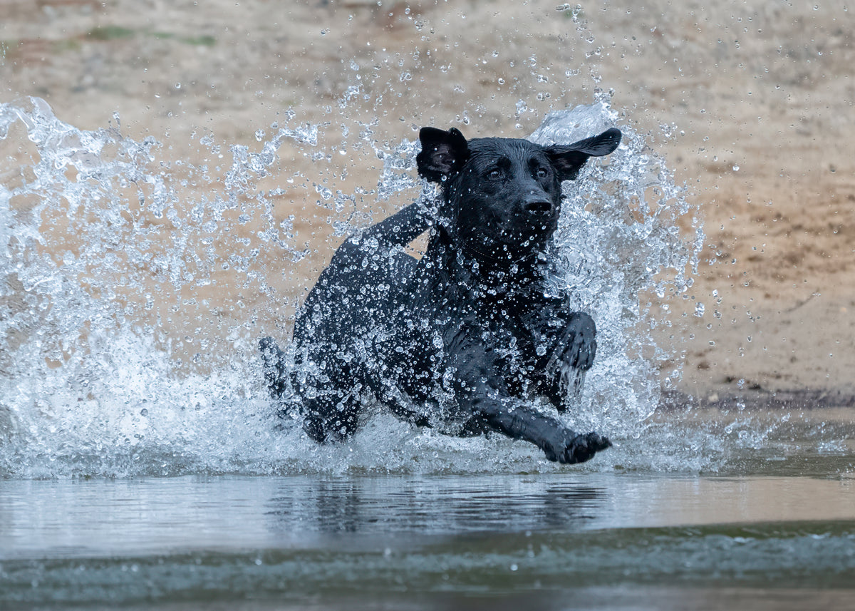 Pup & Up Gun Dog Program