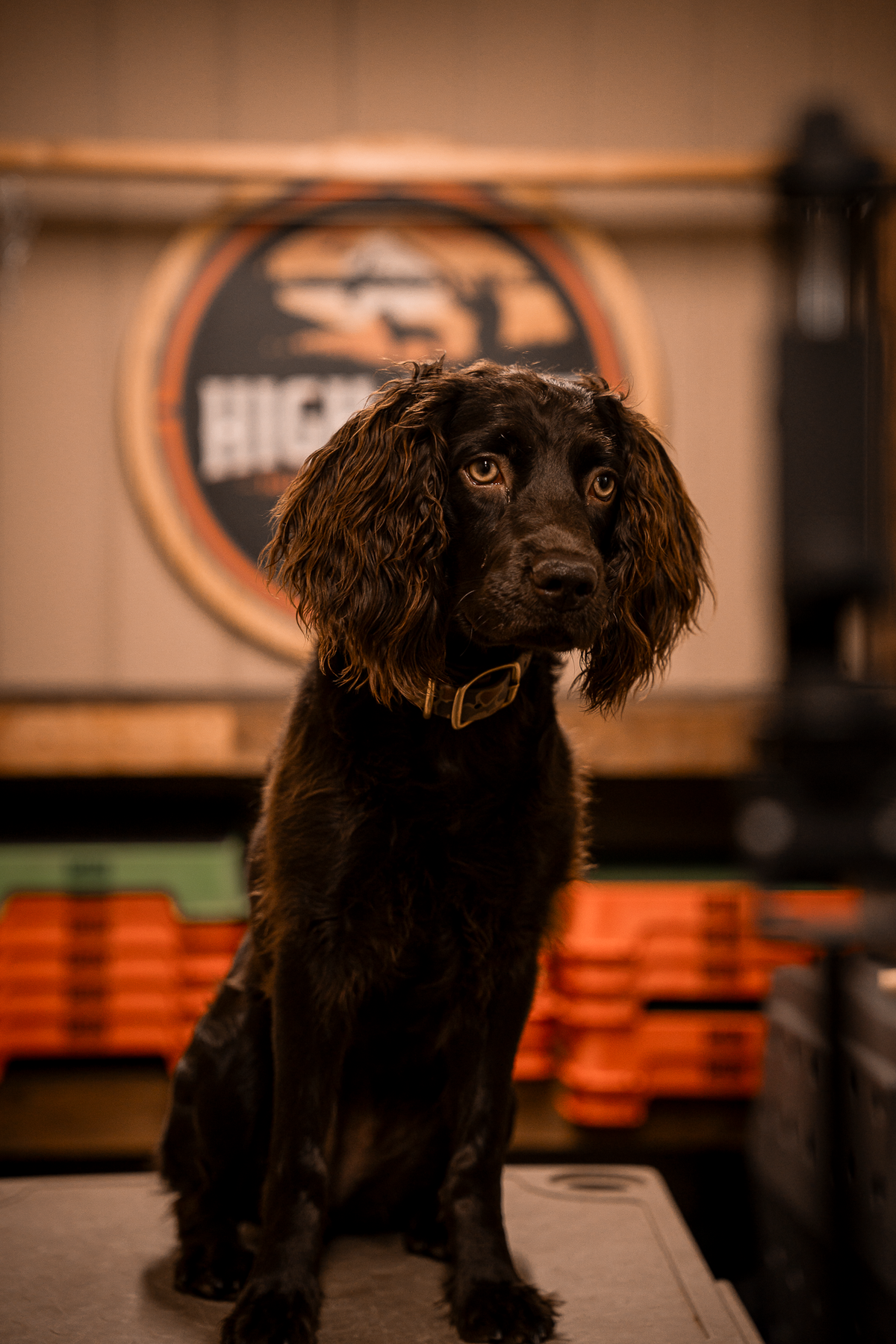 Obedience Board & Train - 4 Weeks