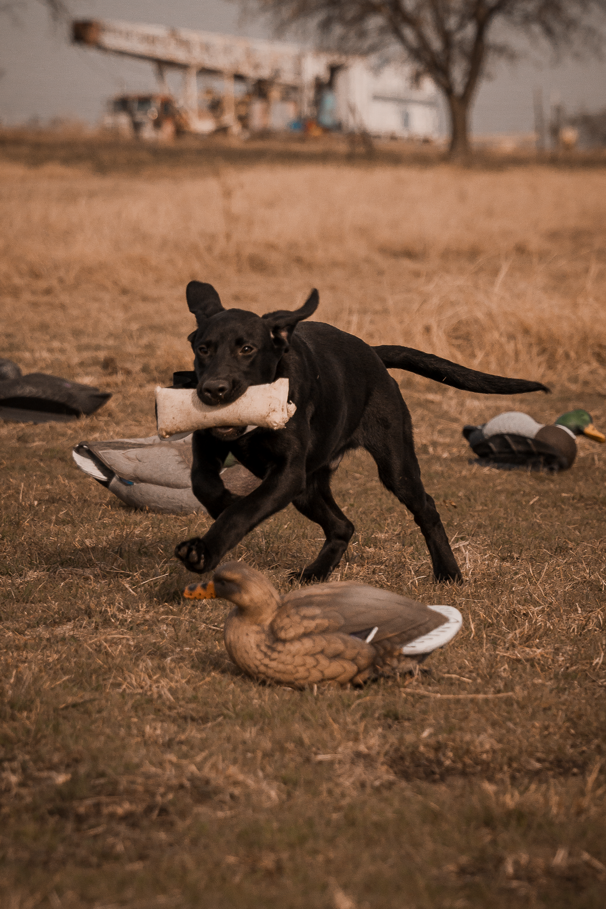 Puppy Board & Train - 2 Weeks