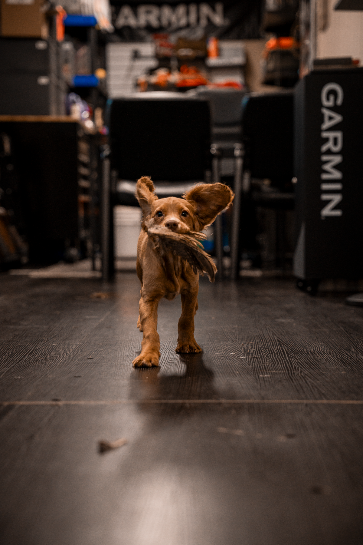 Puppy Board & Train - 2 Weeks