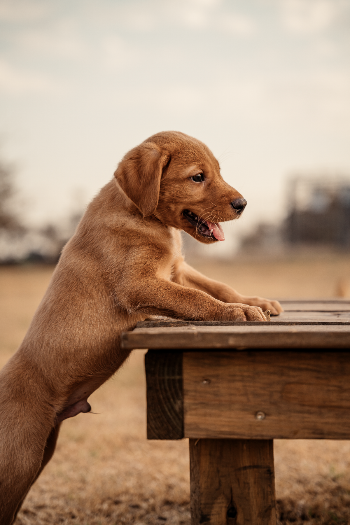 Puppy Board & Train - 2 Weeks