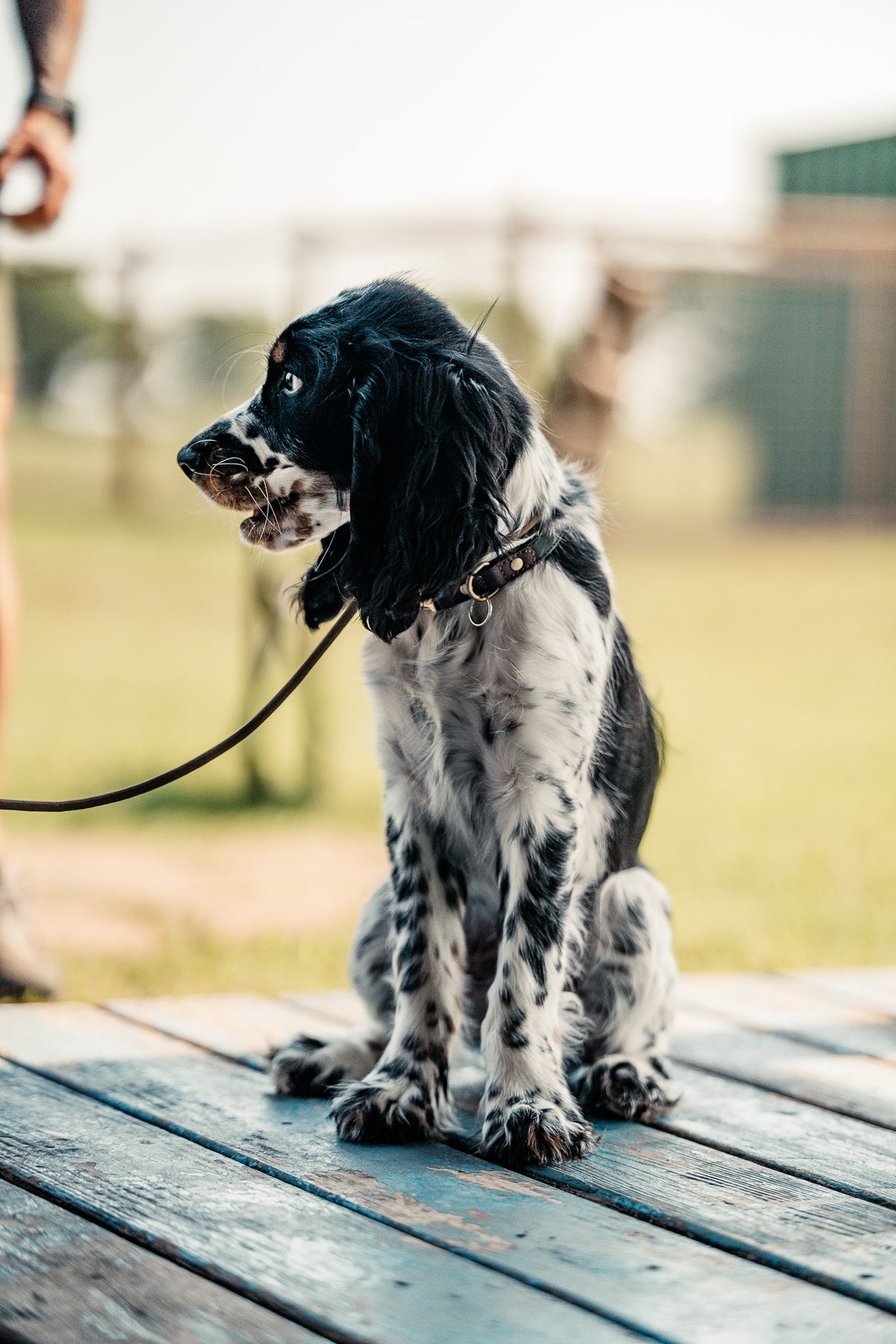 Puppy Board & Train - 2 Weeks