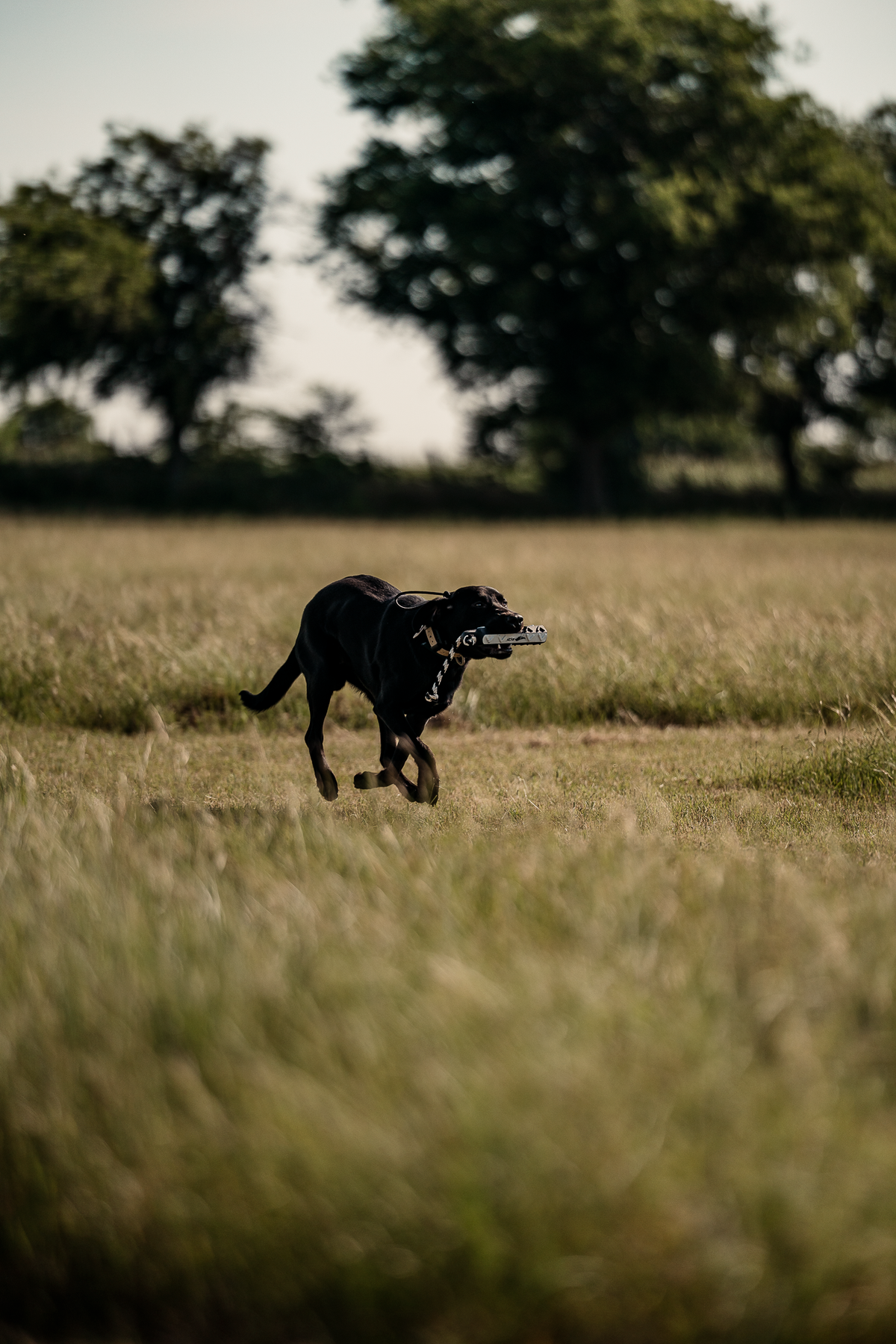 Pup & Up Gun Dog Program