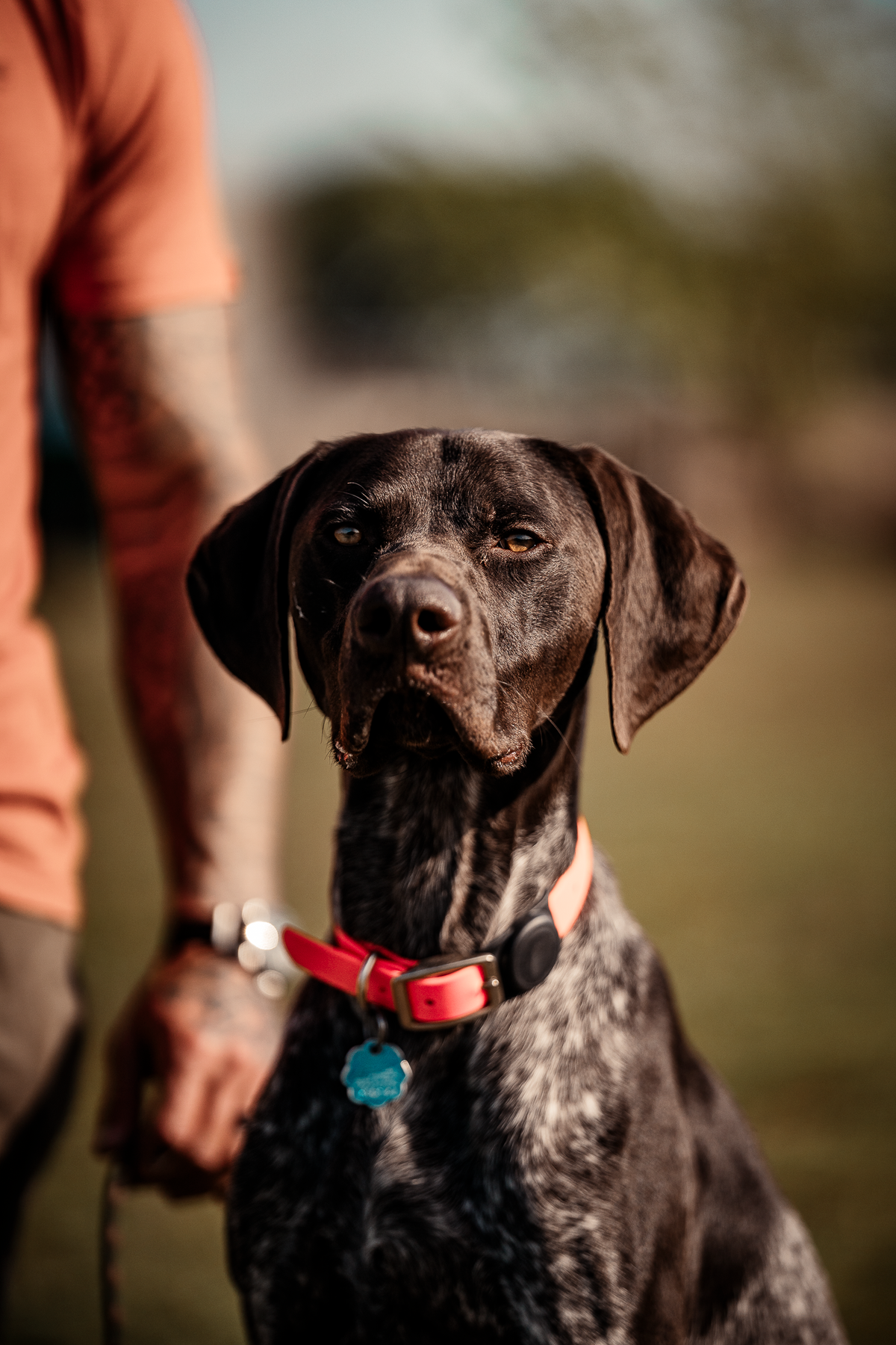 Pup & Up Gun Dog Program