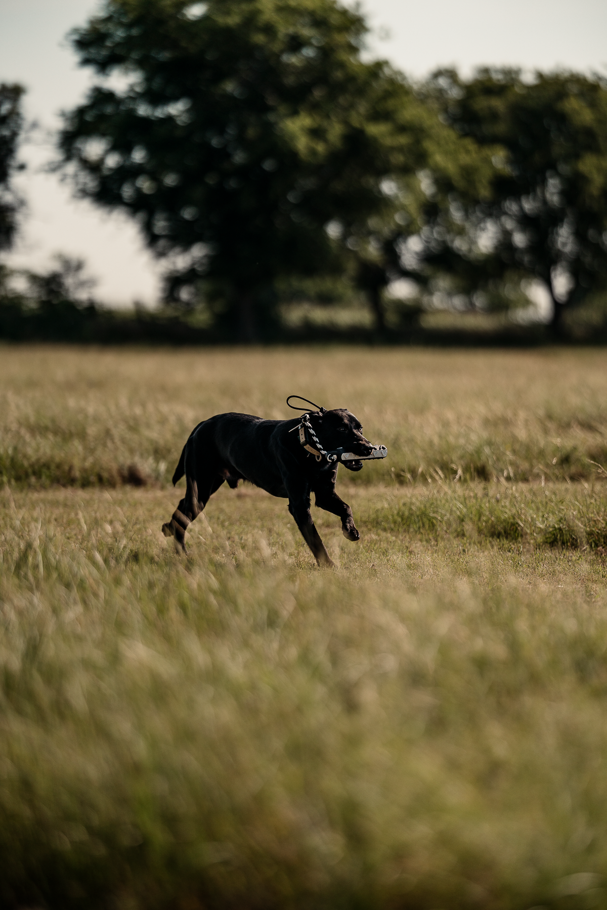Pup & Up Gun Dog Program