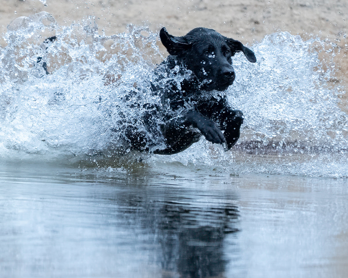 Pup & Up Gun Dog Program