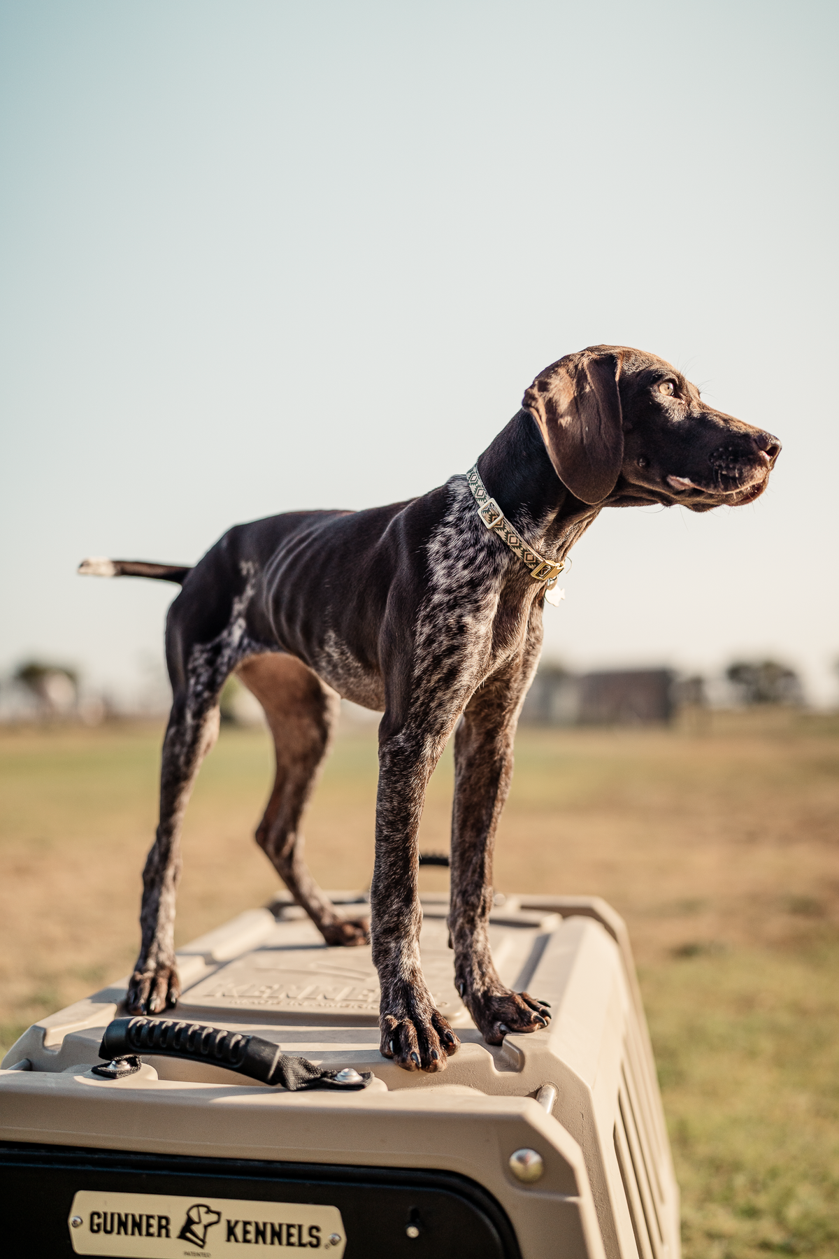Puppy Board & Train - 2 Weeks