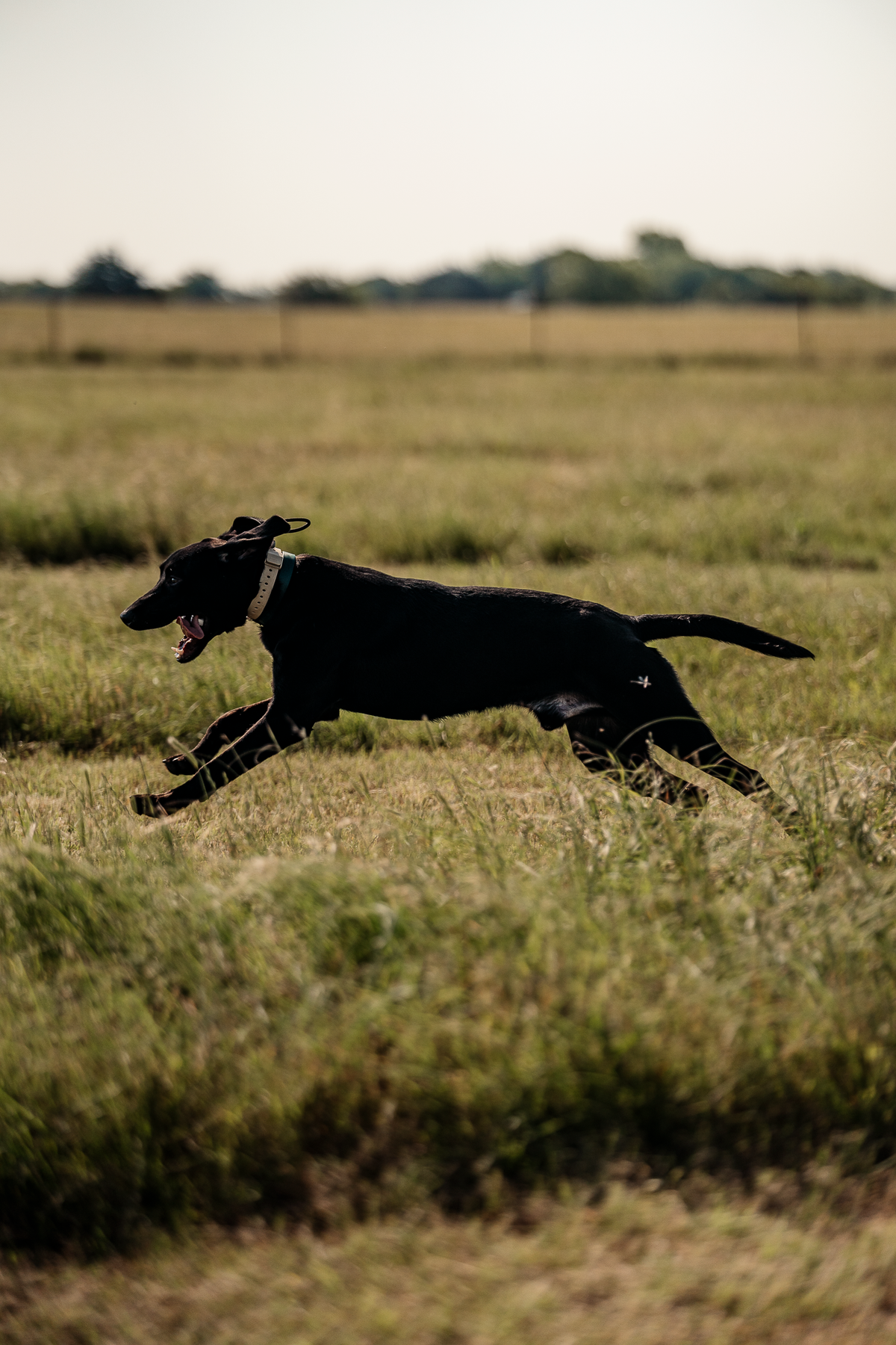 Pup & Up Gun Dog Program