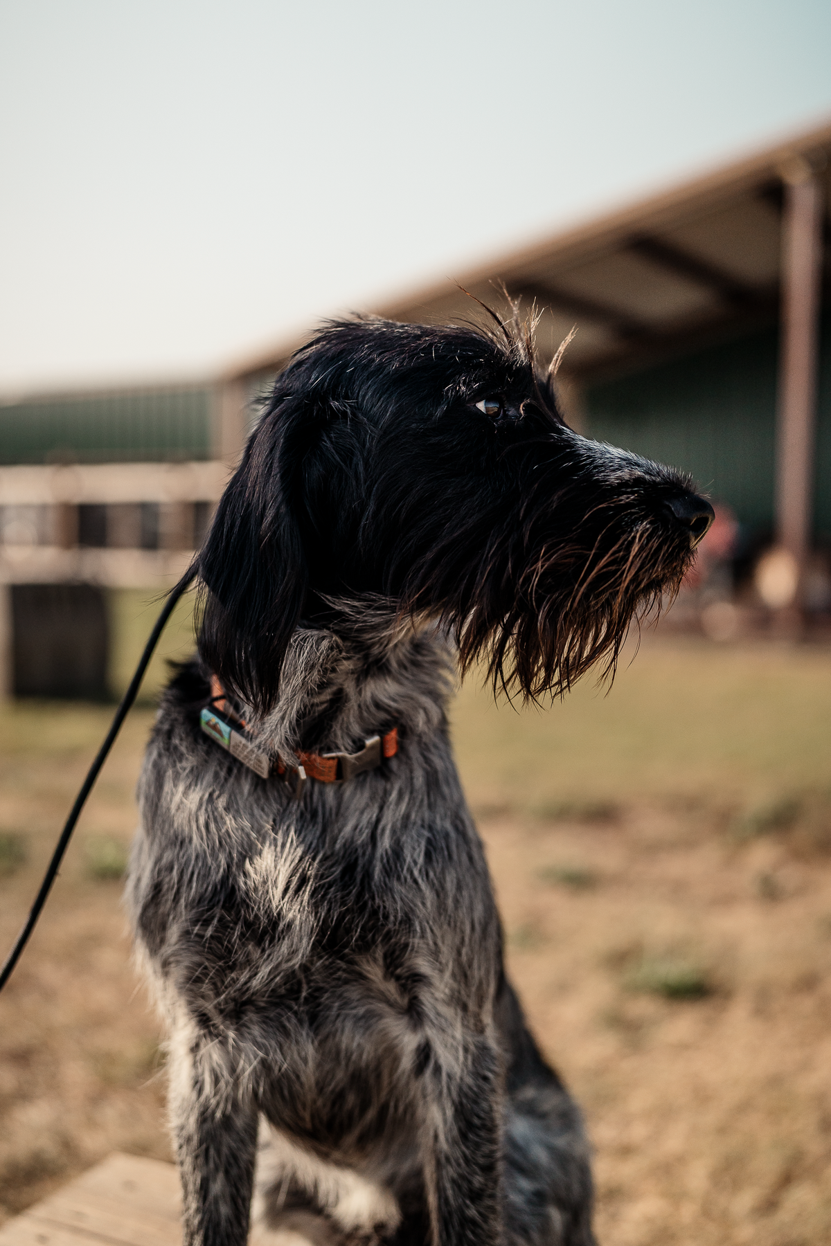 Pup & Up Gun Dog Program