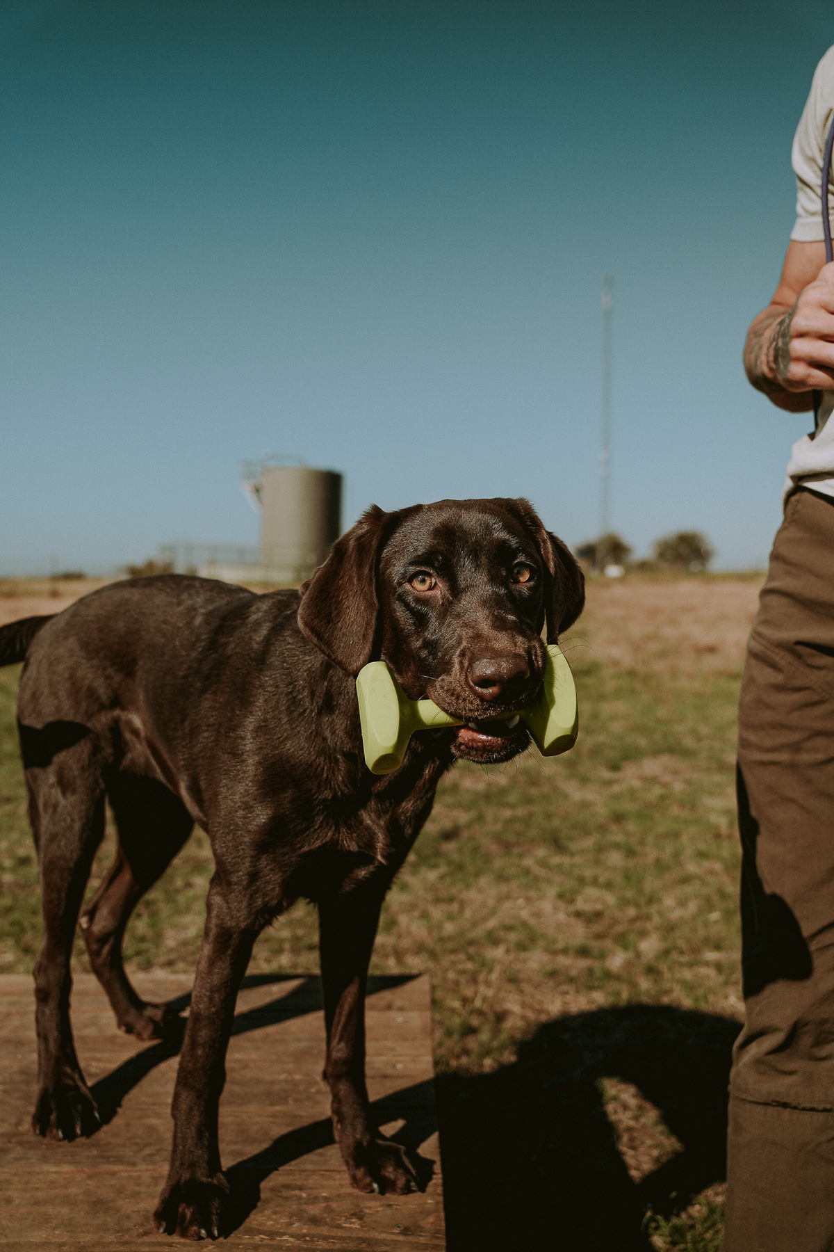 Pup & Up Gun Dog Program