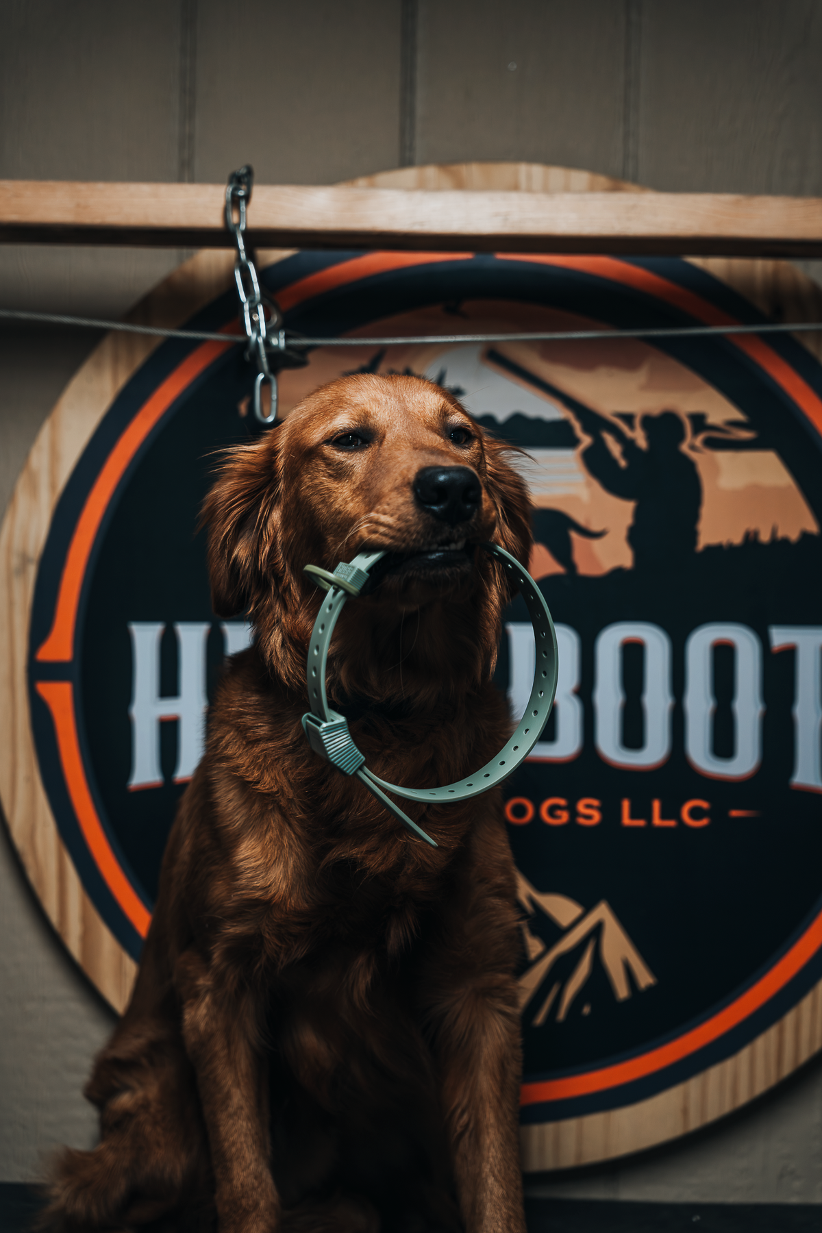 Pup & Up Gun Dog Program