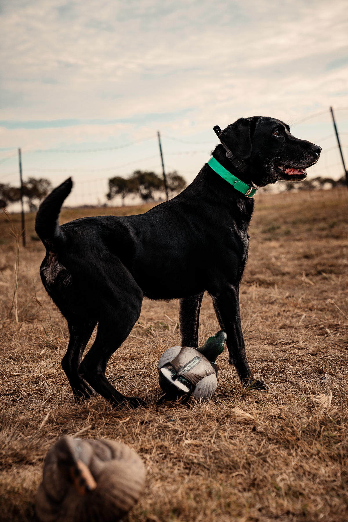 Pup & Up Gun Dog Program